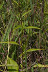 Eastern purple coneflower